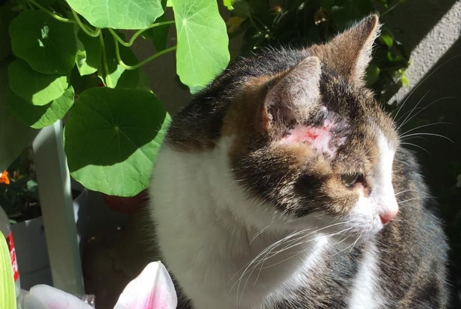 Vermisstmeldung Katze Weiblich , 16 jahre Chêne-Bourg Schweiz