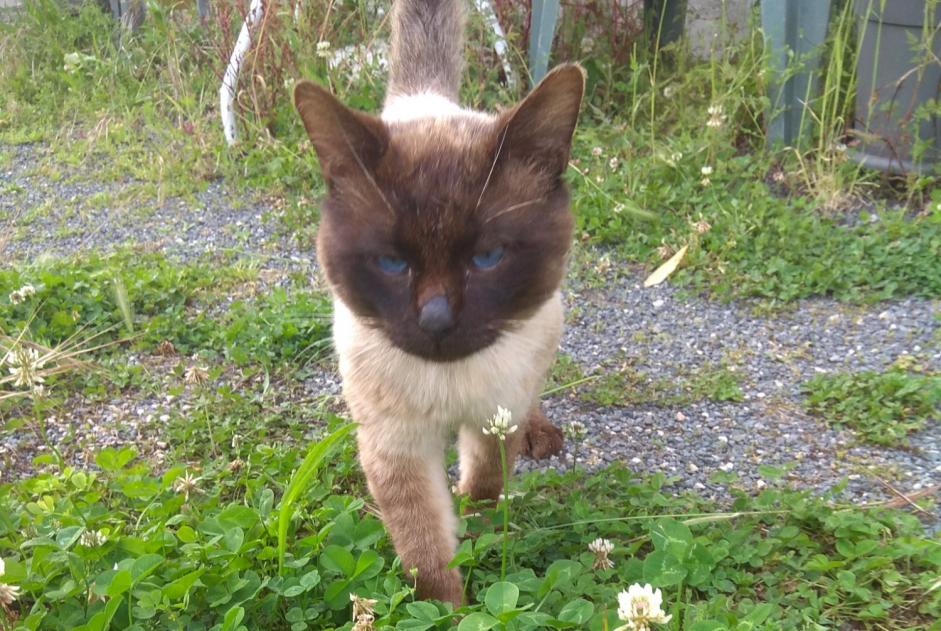 Fundmeldung Katze  Männliche , 2 Jahre Nachamps Frankreich