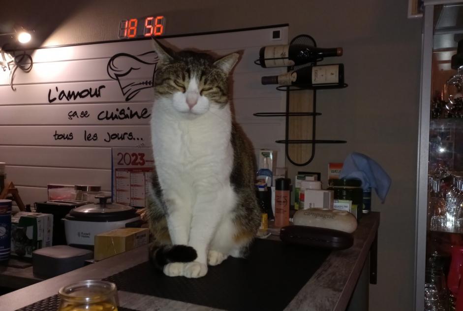 Vermisstmeldung Katze Männliche , 7 jahre Beaurepaire Frankreich