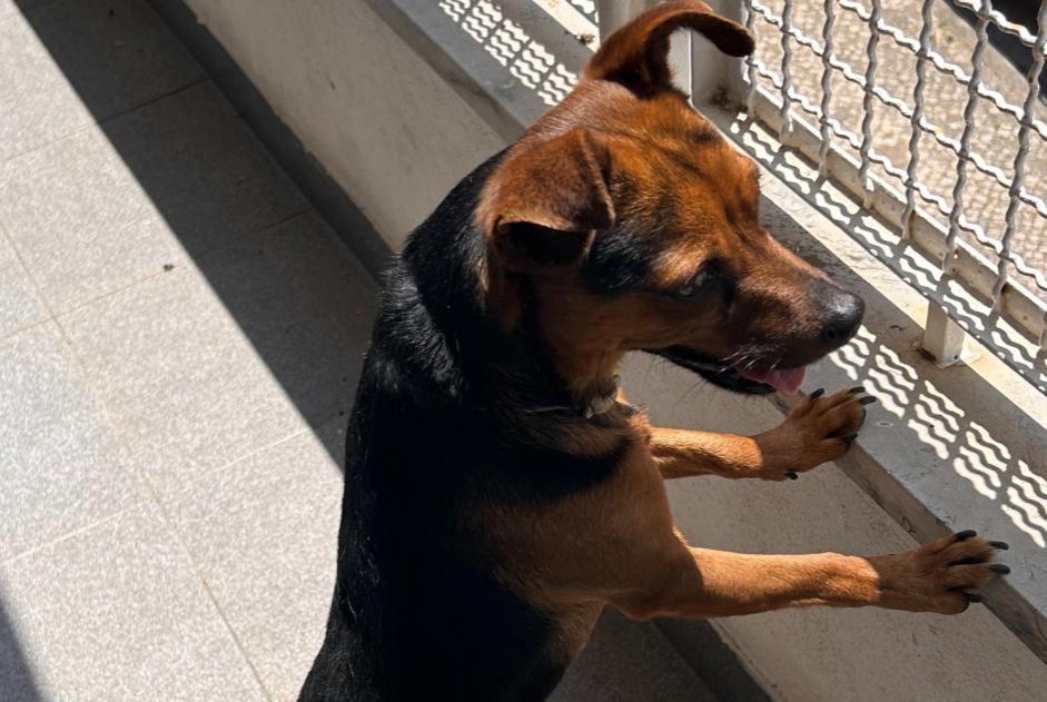 Fundmeldung Hund Männliche Cascais Portugal