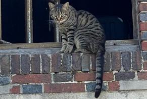 Vermisstmeldung Katze Weiblich , 3 jahre Verneuil d'Avre et d'Iton Frankreich