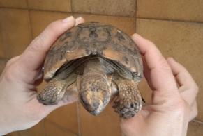 Fundmeldung Schildkröte Unbekannt Coivert Frankreich