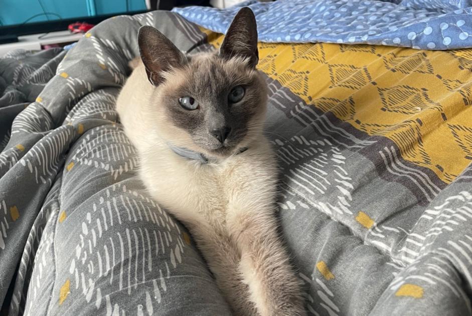 Vermisstmeldung Katze  Weiblich , 8 jahre Oisy Frankreich