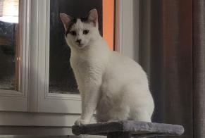 Vermisstmeldung Katze Weiblich , 1 jahre Sotteville-lès-Rouen Frankreich