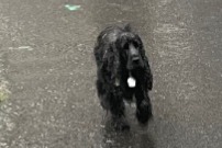 Fundmeldung Hund  Unbekannt Clermont-Ferrand Frankreich