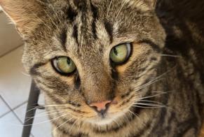 Vermisstmeldung Katze Männliche , 8 jahre Saint-Denis-la-Chevasse Frankreich