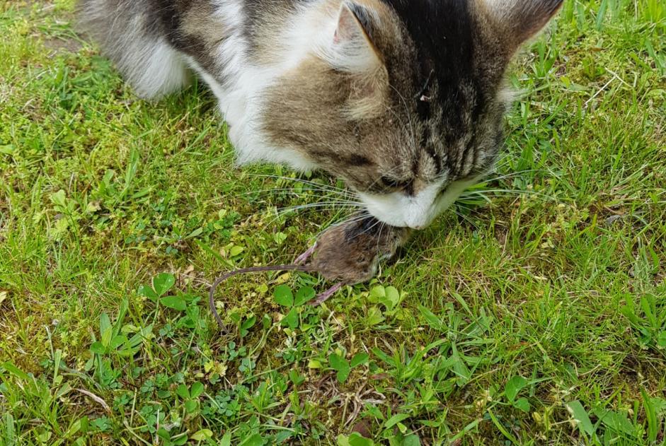 Vermisstmeldung Katze  Männliche , 12 jahre Orléans Frankreich