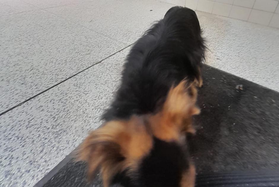 Fundmeldung Hund Männliche Folhadela Portugal