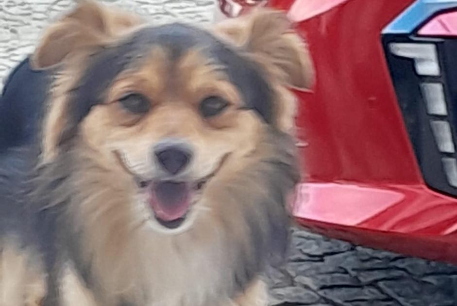 Fundmeldung Hund Männliche Folhadela Portugal