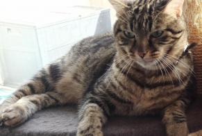 Vermisstmeldung Katze  Männliche , 17 jahre Saint-Georges-d'Orques Frankreich