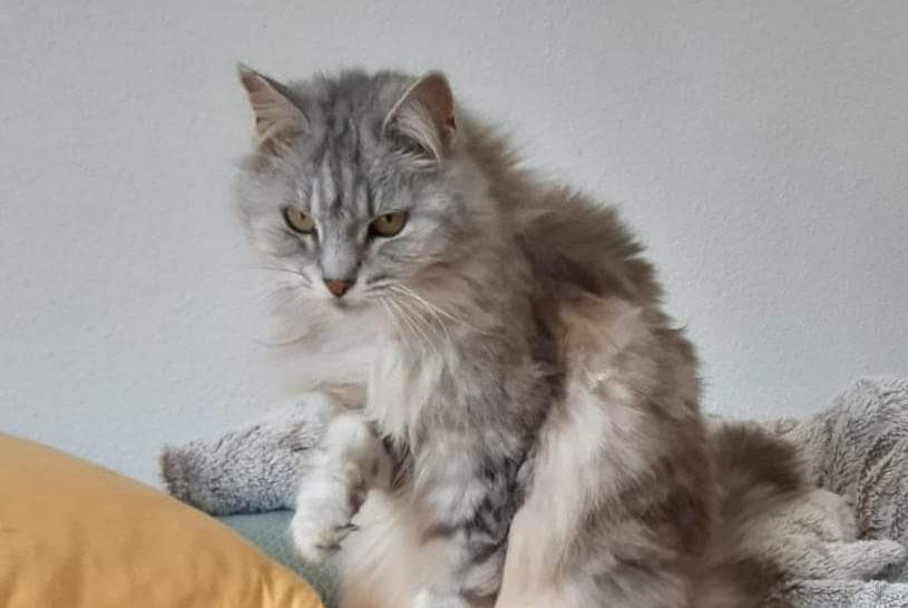 Vermisstmeldung Katze rassenmischung Weiblich , 16 jahre Saint-Gilles-Croix-de-Vie Frankreich