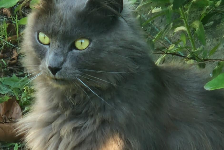 Fundmeldung Katze rassenmischung Unbekannt Les Sables-d'Olonne Frankreich