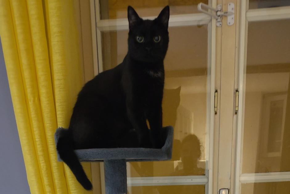 Vermisstmeldung Katze rassenmischung Weiblich , 1 jahre Houdan Frankreich
