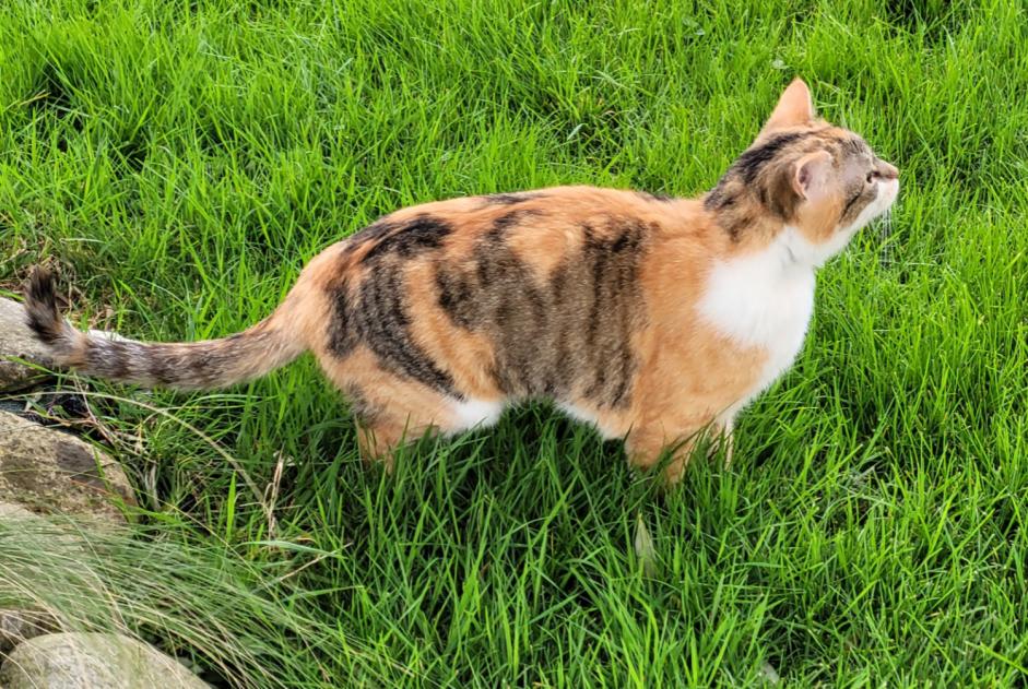 Vermisstmeldung Katze  Weiblich , 1 jahre Saverdun Frankreich