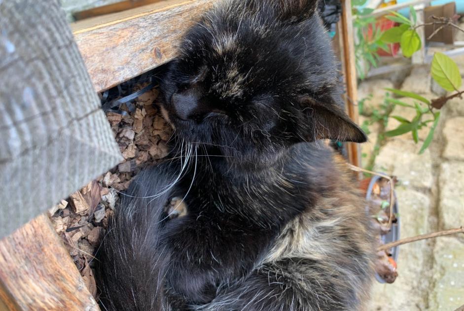 Vermisstmeldung Katze Weiblich , 18 jahre Creil Frankreich