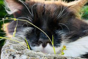Vermisstmeldung Katze Männliche , 7 jahre La Bourdinière-Saint-Loup Frankreich