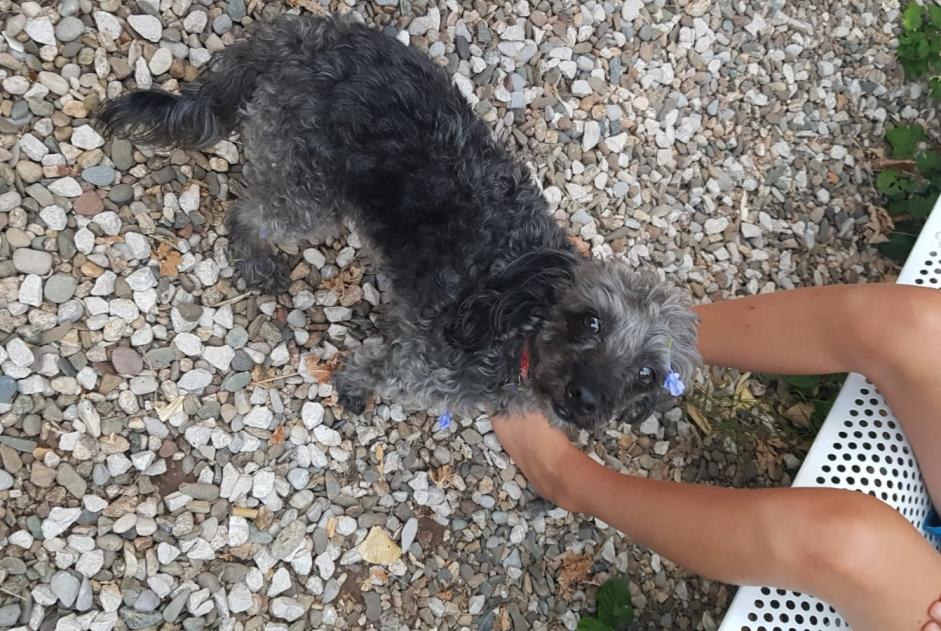 Vermisstmeldung Hund rassenmischung Männliche , 14 jahre Sète Frankreich