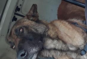 Vermisstmeldung Hund  Männliche , 3 jahre Meung-sur-Loire Frankreich