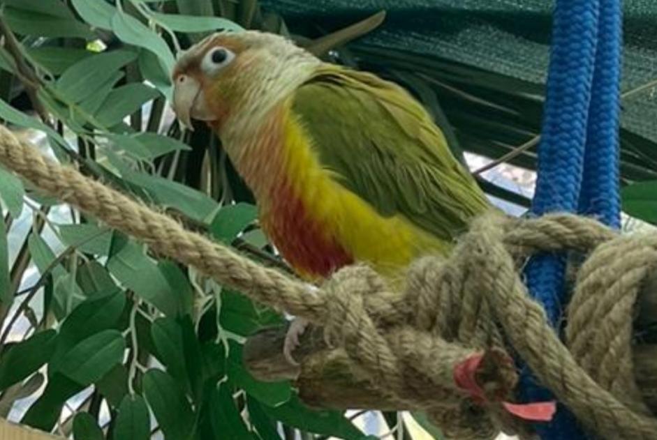 Vermisstmeldung Vogel Männliche , 2024 jahre Bessancourt Frankreich