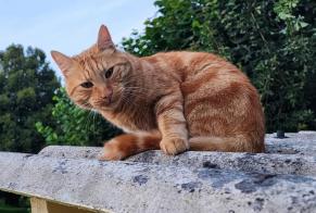 Vermisstmeldung Katze Männliche , 7 jahre Aunay-les-Bois Frankreich