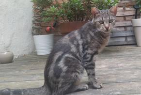 Vermisstmeldung Katze Weiblich , 4 jahre Argenteuil Frankreich