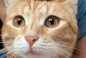 Vermisstmeldung Katze rassenmischung Weiblich , 2 jahre Vincennes Frankreich