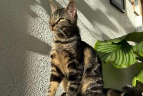Vermisstmeldung Katze  Weiblich , 2 jahre Chécy Frankreich