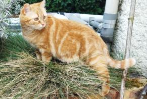 Vermisstmeldung Katze  Weiblich , 5 jahre Héricy Frankreich