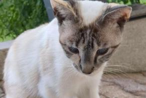 Fundmeldung Katze  Unbekannt Miserey-Salines Frankreich