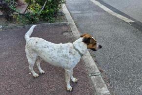 Fundmeldung Hund Weiblich , 4 Jahre Valence Frankreich