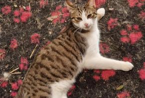 Vermisstmeldung Katze Männliche , 1 jahre Cazaubon Frankreich