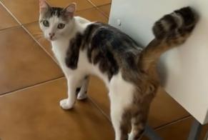Fundmeldung Katze Männliche , Zwischen 7 und 9 Monaten Sainte-Geneviève-des-Bois Frankreich