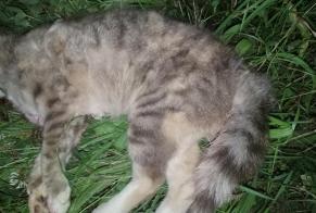 Fundmeldung Katze Unbekannt , 3 Jahre Acigné Frankreich