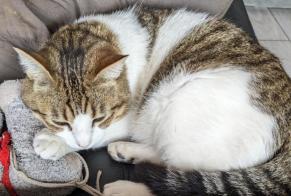 Vermisstmeldung Katze Männliche , 11 jahre Maubec Frankreich