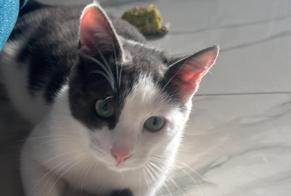 Vermisstmeldung Katze Männliche , 1 jahre Marcilly-sur-Tille Frankreich