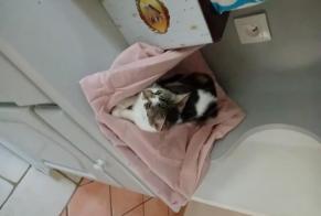 Vermisstmeldung Katze rassenmischung Weiblich , 1 jahre Méounes-lès-Montrieux Frankreich