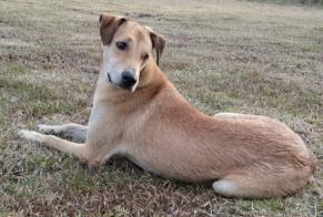 Vermisstmeldung Hund rassenmischung Männliche , 4 jahre Palau-del-Vidre Frankreich