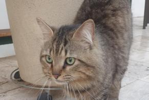 Fundmeldung Katze Unbekannt Saint-Chamond Frankreich