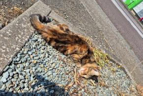 Fundmeldung Katze Unbekannt , 2 Jahre Frahier-et-Chatebier Frankreich