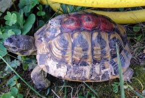 Fundmeldung Schildkröte Unbekannt Saint-Martin-de-Crau Frankreich