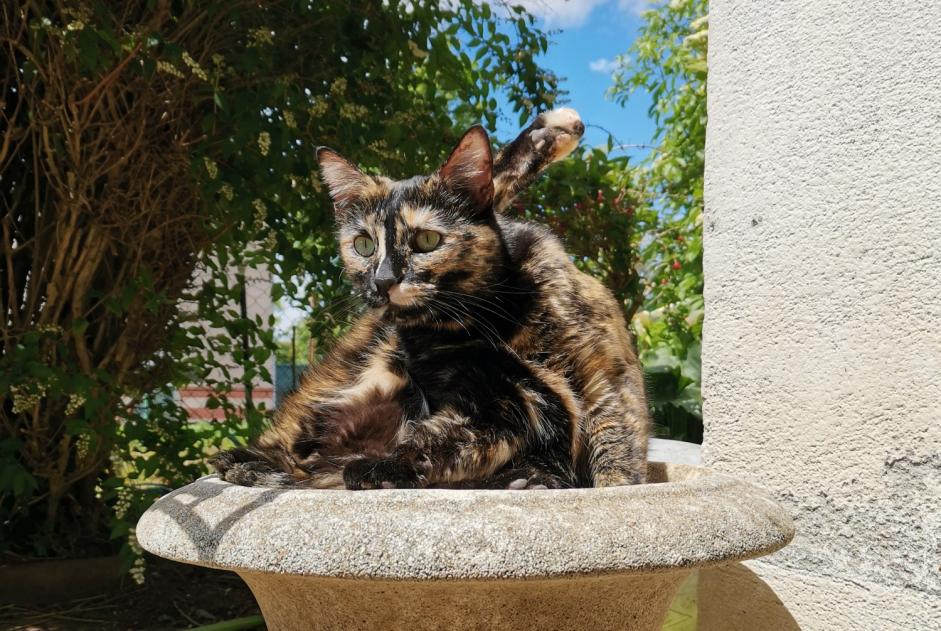 Vermisstmeldung Katze rassenmischung Weiblich , 2 jahre Villefranche-de-Lauragais Frankreich