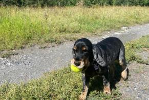 Vermisstmeldung Hund  Weiblich , 11 jahre Limoges Frankreich