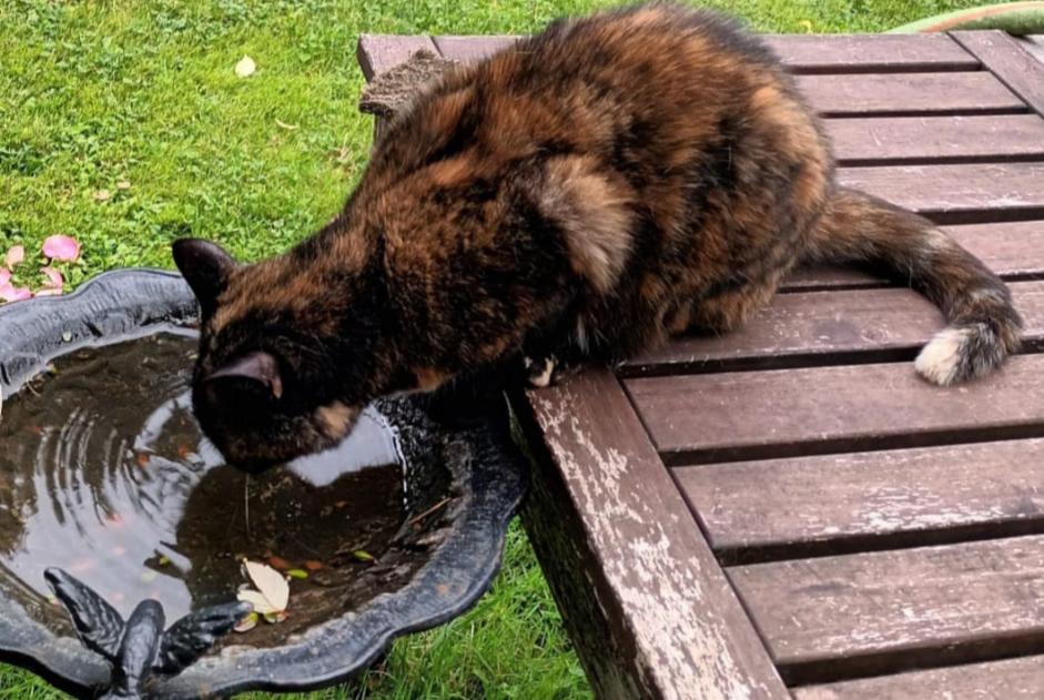 Vermisstmeldung Katze rassenmischung Weiblich , 7 jahre Sucy-en-Brie Frankreich