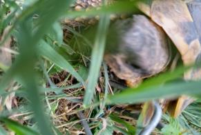 Fundmeldung Schildkröte Unbekannt Laloubère Frankreich