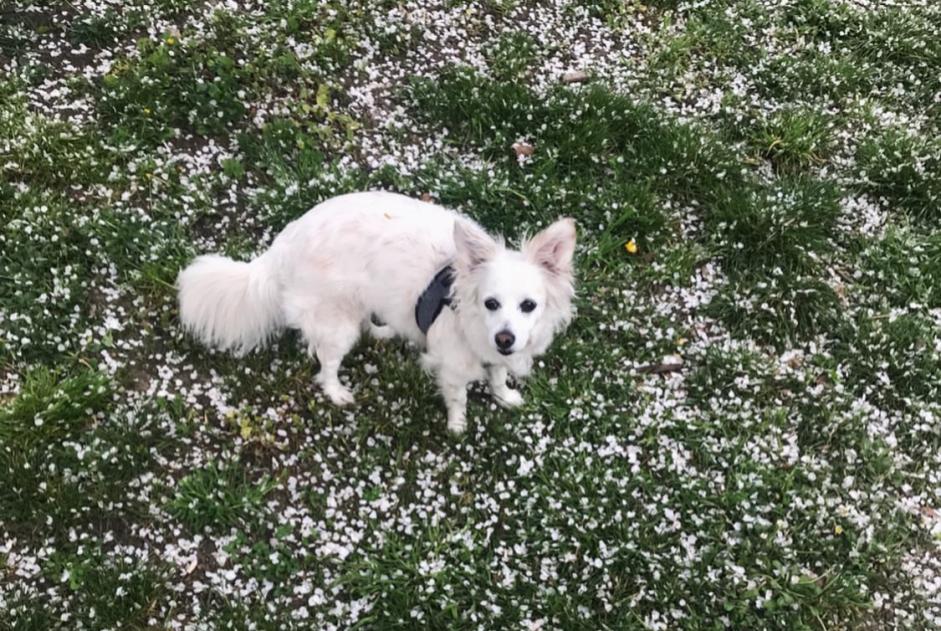 Vermisstmeldung Hund rassenmischung Weiblich , 14 jahre Bonifacio Frankreich