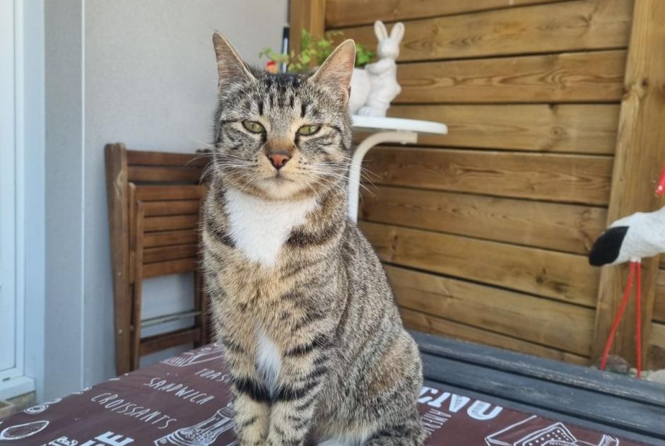 Vermisstmeldung Katze rassenmischung Weiblich , 2 jahre Pontfaverger-Moronvilliers Frankreich