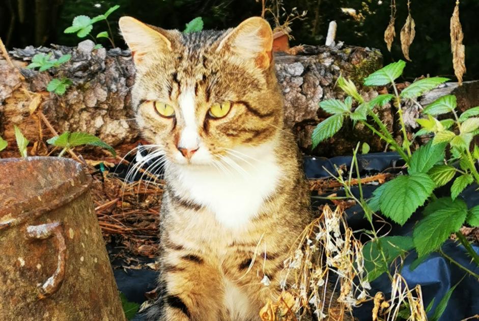 Fundmeldung Katze Männliche Le Quartier Frankreich