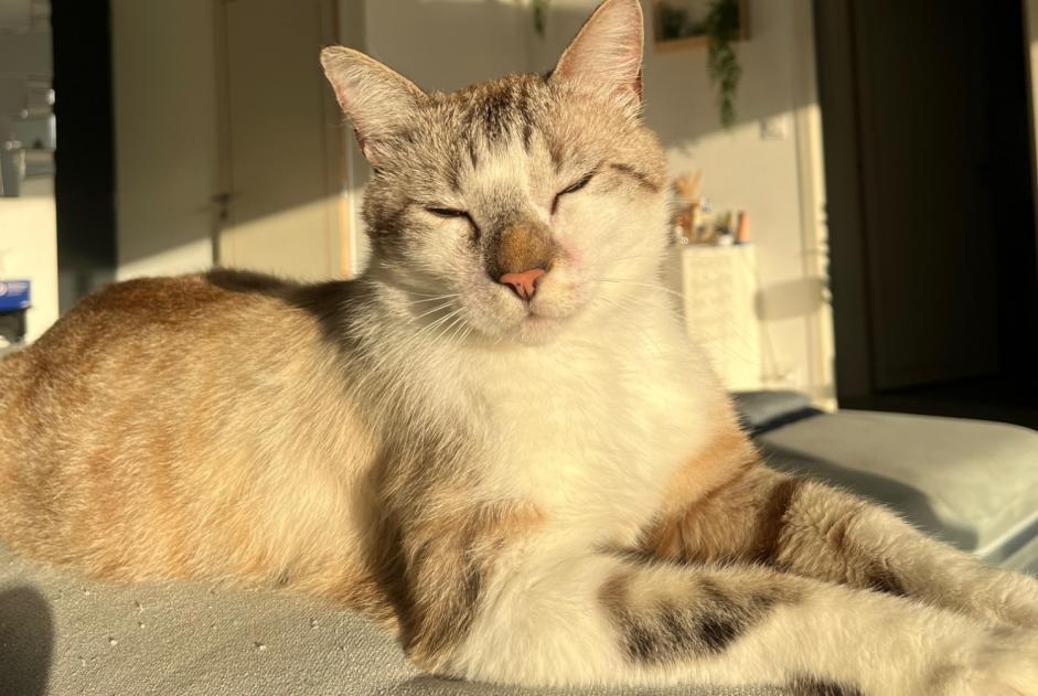 Vermisstmeldung Katze Männliche , 3 jahre Les Sables-d'Olonne Frankreich