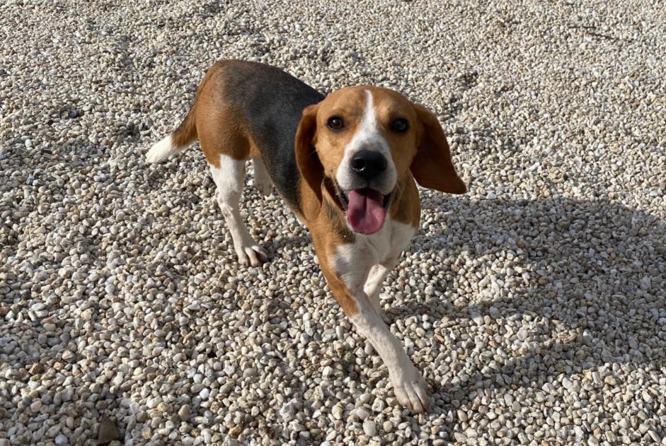 Fundmeldung Hund  Männliche Longèves Frankreich