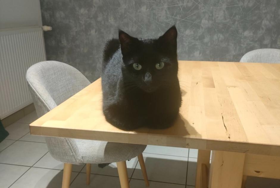 Vermisstmeldung Katze  Männliche , 6 jahre Pouldreuzic Frankreich